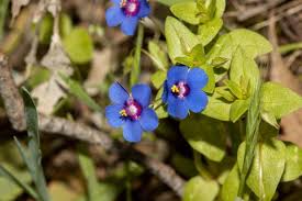 Image result for Lysimachia arvensis