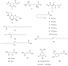 Image result for Rhoicissus revoilii