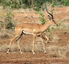 When you call the aggregation functions such as. Impalas Safari Afrika