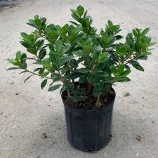 Image result for Grewia microcarpa