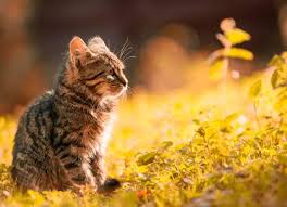 They have almost hairless skin, wide ears, four legs, and long trunk. Soal Descriptive Text Describing Animals Dimensi Bahasa Inggris