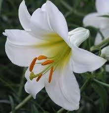 Lilium Regale Album Weisse Konigs Lilie Blumenfotos Lilien Weisse Lilien