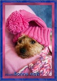 BONNE NUIT CHIEN
