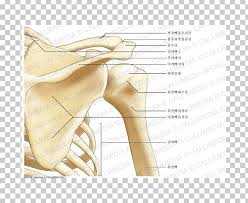 Shoulder anatomy images stock photos vectors. Shoulder Joint Anatomy Bone Scapula Png Clipart Abdomen Anatomy Angle Anterior Shoulder Arm Free Png Download