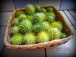 Image result for Cucumis engleri