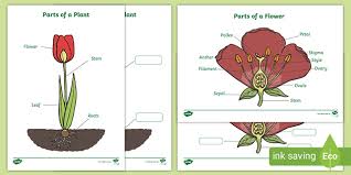 Here you can find parts of a flower worksheets. Flower Diagram Labelling Worksheets Resources Twinkl
