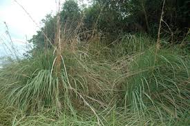 Image result for Themeda