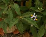 Image result for Solanum campylacanthum 'panduriforme type'