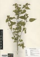 Image result for Acalypha fruticosa