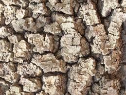 Image result for Spirostachys