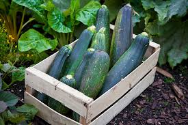 It is closely related, but not identical, to the marrow; Zucchini Co Op Welcome To The Table