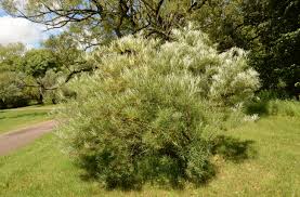 Image result for Rinorea angustifolia
