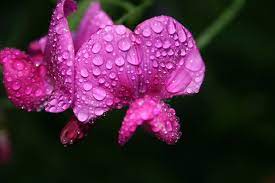 Maybe you would like to learn more about one of these? Top 10 Most Pleasant Smelling Flowers The Mysterious World