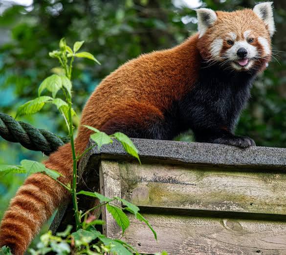 Red Panda - Five Sisters Zoo