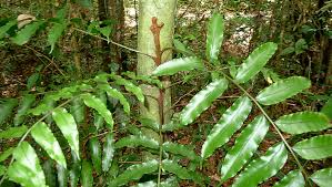 Image result for Lomariopsis warneckei