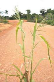 Image result for Echinochloa ugandensis