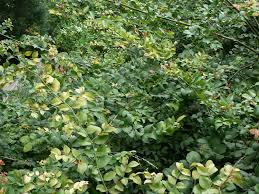 Image result for Carissa spinarum