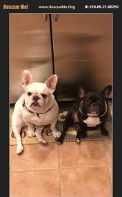 French bulldog ca adoption, san luis obispo, california. Rescue Me French Bulldog Rescue Home Facebook