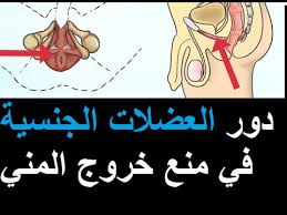 Maybe you would like to learn more about one of these? Ø¯ÙˆØ± Ø§Ù„Ø¹Ø¶Ù„Ø§Øª Ø§Ù„Ø¬Ù†Ø³ÙŠØ© ÙÙŠ Ù…Ù†Ø¹ Ø®Ø±ÙˆØ¬ Ø§Ù„Ø³Ø§Ø¦Ù„ Ø§Ù„Ù…Ù†ÙˆÙŠ L Ø·ÙˆÙ„ Ø§Ù„Ø¬Ù…Ø§Ø¹ L ØªØ¹Ø¯Ø¯ Ø§Ù„Ø±Ø¹Ø´Ø§Øªl Ø¹Ù„Ø§Ø¬ Ø§Ù„Ù‚Ø°Ù Ø§Ù„Ø³Ø±ÙŠØ¹ Youtube