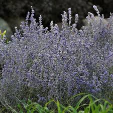 Image result for Perovskia atriplicifolia lacey blue lisslitt photo