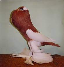 reversewing pouter pigeon pictures breeds coloriage de cochon moana