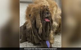 Shih tzu puppies for adoption in kansas city. Watch A Stray Dog S Transformation After Vets Shave Off 3 Kg Of Matted Fur