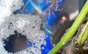 Bojownik syjamski - częsty mieszkaniec akwarium