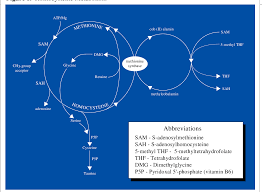 Pdf Homocysteine Metabolism Nutritional Modulation And