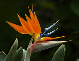 Image result for Strelitzia caudata