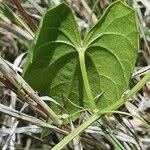 Image result for Momordica boivinii