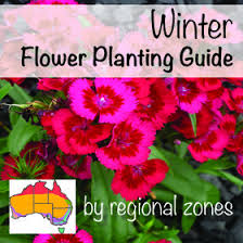 We did not find results for: Winter Flowers Planting Guide Australian Temperate Zones Seeds Seedlings About The Garden Magazi Flower Planting Guide Winter Flowers Flowers Australia