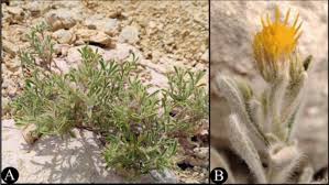 Image result for Pegolettia senegalensis