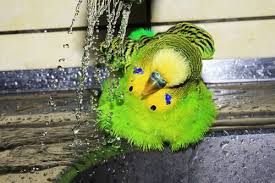 Taking A Shower Muhabbet Kuslari Papagan Kus