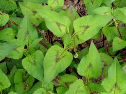 Image result for Persicaria nepalensis