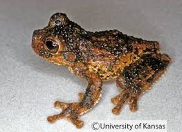 Ecnomiohyla Valancifer Frosch Und Krote Frosche Krote