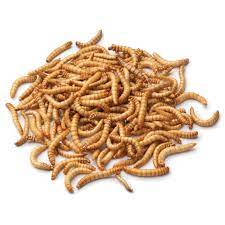 At each stage in their life, you need to take care of the mealworms so they can make it to the next stage, and keep the cycle going. Mealworms