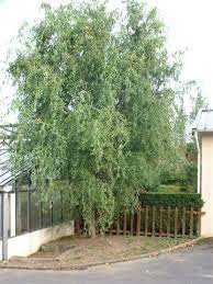 Curly Willow Tree Google Search Curly Google Search Tree Willow Willow Tree Cottage Exterior Indoor Outdoor Plants