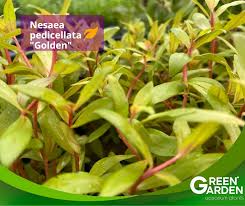 Image result for Nesaea pedroi