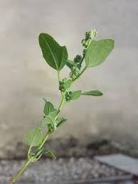 Image result for Chenopodium opulifolium