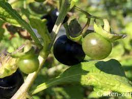 ? eine eingelegte, getrocknete tomate. Schwarze Tomaten Das Highlight Im Garten