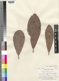 Image result for Brexia madagascariensis