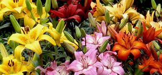 We did not find results for: 7 Types Of Brothers And The Flowers That Will Suit Their Personality Asiatic Lilies Beautiful Flowers Different Types Of Lilies