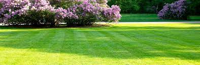 Welcome to lawn care academy's lawn care products page. A Guide To Spring Lawn Feeding And Care Lovethegarden