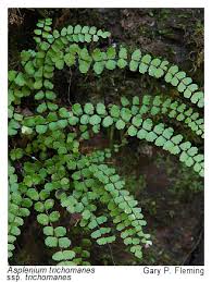 Image result for Asplenium trichomanes