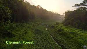 Landscape photography tips forest photography landscape photos photography lighting misty oregon coast forest path photo print on thick matte paper. Clementi Forest Sunrise Mossy Morning Dji Fpv Youtube