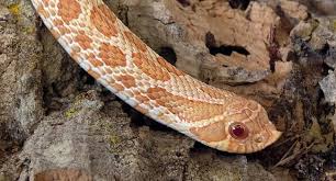 If you're thinking of getting a pet snake, and you have to keep to a budget the price also depends on the size of the vivarium you need. What Makes A Hognose Snake The Perfect Pet For You Reptile Centre