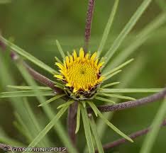 Image result for Geigeria brevifolia