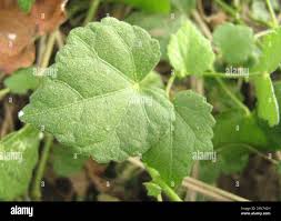Image result for Pavonia burchellii