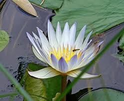 Image result for Nymphaea nouchali