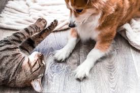 Kaspar hauser esrarengiz bir şekilde öldürülmesiyle adı her yerde yeniden konuşulmaya başlandı. Game Of Cats Spiele Fur Katzen Miamor